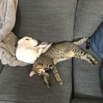 Ragnar savannah, flame point, male DOB 7-29-16