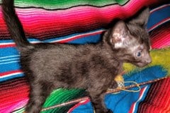 Savannah F-7C Black on Black female DOB 4-25-20