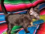 Savannah F-7C Black on Black female DOB 4-25-20