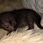 Savannah, F-7C, Black on Black, Female, DOB 4-25-20