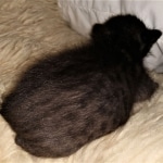 Savannah, F-7C, Black on Black, Female, DOB 4-25-20