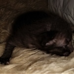 Savannah, F-7C, Black on Black, Female, DOB 4-25-20