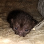 Savannah, F-7C, Black on Black, Female, DOB 4-25-20