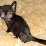 IMG_20200611_101458229