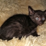 Savannah, F-7C, Black on Black, Female, DOB 4-25-20