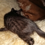 Savannah, F-7C, Black on Black, Female, DOB 4-25-20