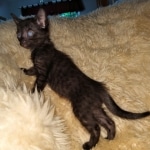 Savannah, F-7C, Black on Black, Female, DOB 4-25-20