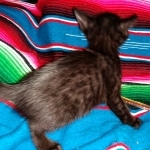 Savannah, F-7C, Black on Black, Female, DOB 4-25-20