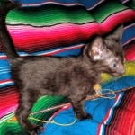 Savannah, F-7C, Black on Black, Female, DOB 4-25-20