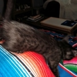 Savannah, F-7C, Black on Black, Female, DOB 4-25-20