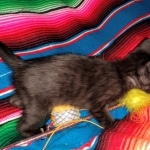 Savannah, F-7C, Black on Black, Female, DOB 4-25-20