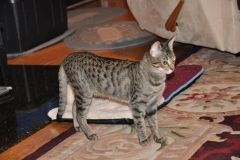 Kimber Savannah, F-7C Brown (black) spotted female DOB 5-7-18