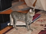 Kimber Savannah, F-7C Brown (black) spotted female DOB 5-7-18