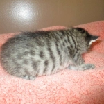 Savannah, BST Female DOB 5-7-18