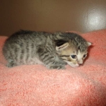 Savannah, BST Female DOB 5-7-18