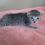 Savannah, BST Female DOB 5-7-18