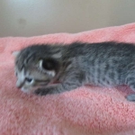 Savannah, BST Female DOB 5-7-18