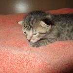 Savannah, BST Female DOB 5-7-18