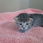 Savannah, BST Female DOB 5-7-18