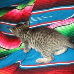 Savannah, BST Female DOB 5-7-18