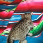 Savannah, BST Female DOB 5-7-18