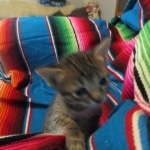 Savannah, BST Female DOB 5-7-18