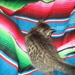 Savannah, BST Female DOB 5-7-18