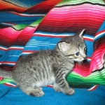 Savannah, BST Female DOB 5-7-18