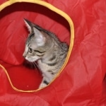 Kimber Savannah, BST Female DOB 5-7-18