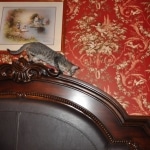 Kimber Savannah, BST Female DOB 5-7-18