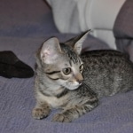 Kimber Savannah, BST Female DOB 5-7-18