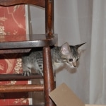 Kimber Savannah, BST Female DOB 5-7-18