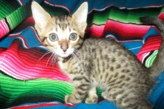 Facai, Savannah, F-7C Brown (Black) Spotted Male DOB 5-7-18