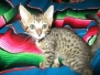 Facai, Savannah, F-7C Brown (Black) Spotted Male DOB 5-7-18