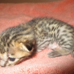 Savannah, F-7C, BST, Male DOB 5-7-18