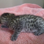 Savannah, F-7C, BST, Male DOB 5-7-18