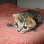 Savannah, F-7C, BST, Male DOB 5-7-18