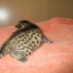 Savannah, F-7C, BST, Male DOB 5-7-18