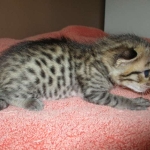 Savannah, F-7C, BST, Male DOB 5-7-18