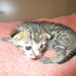 Savannah, F-7C, BST, Male DOB 5-7-18