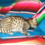 Savannah, F-7C, BST, Male DOB 5-7-18