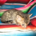 Savannah, F-7C, BST, Male DOB 5-7-18