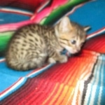 Savannah, F-7C, BST, Male DOB 5-7-18