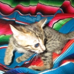 Savannah, F-7C, BST, Male DOB 5-7-18