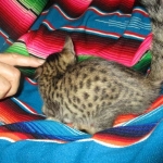 Savannah, F-7C, BST, Male DOB 5-7-18