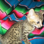 Savannah, F-7C, BST, Male DOB 5-7-18