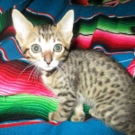 Savannah, F-7C, BST, Male DOB 5-7-18