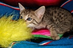 Savannah F-7C BST Female Dob 4-25-20 bs