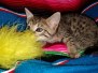 Savannah F-7C BST Female Dob 4-25-20 bs