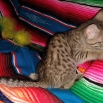 Savannah, F-7C, BST, Female, DOB 4-25-20